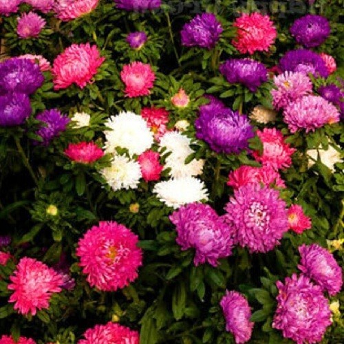 1,000 Powder Puff China Asters Mixed Colors Flower Seeds Organic Non-GMO