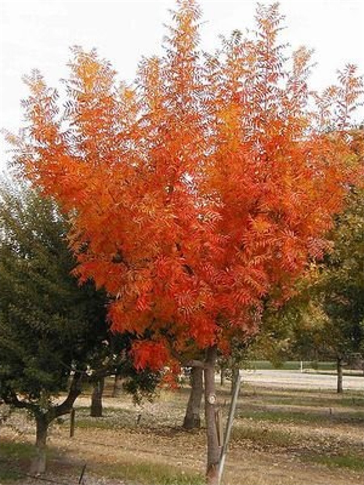 Pistacia Chinensis, Cold Hardy Chinese Bonsai Pistach Shade Tree 500 Seeds