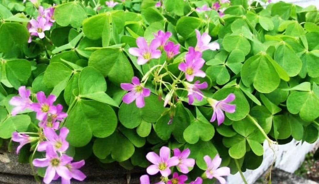 Oxalis “Articulata ssp Rubra” Shamrock/Wood Sorrel Bulb or Plant (You Choose)