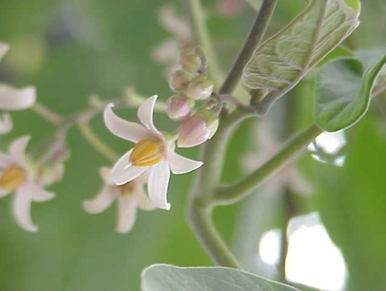 Solanum Betaceum Tree Tomato 10 Seeds, Edible Tamarillo Fruit