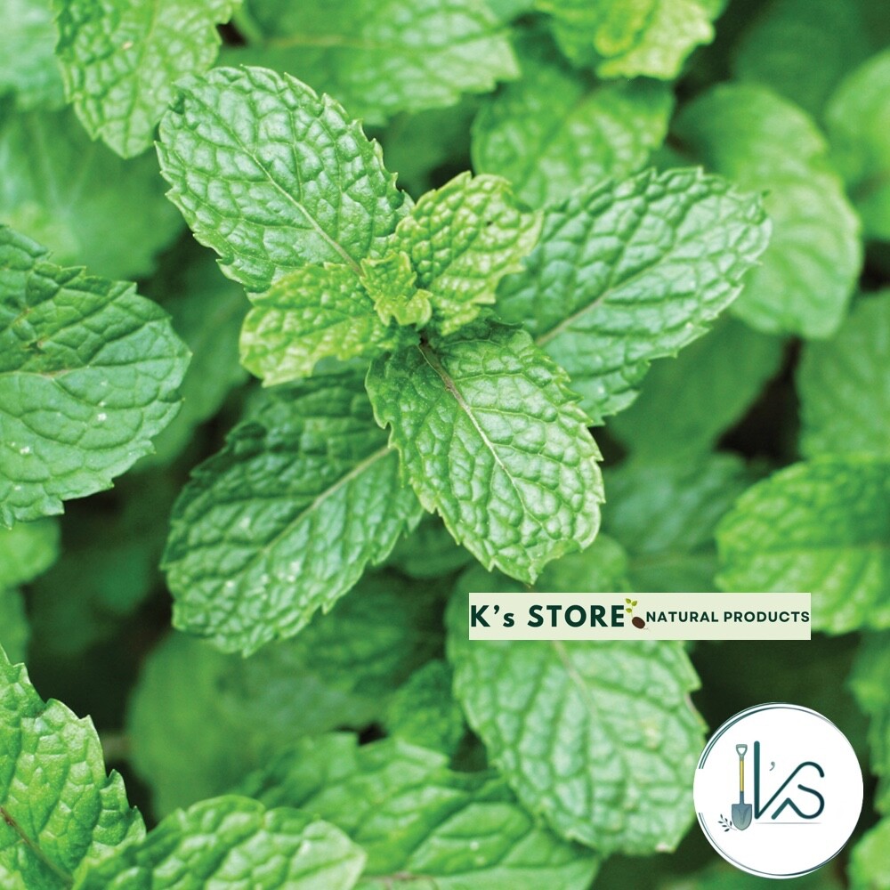 1000+ PEPERMINT HERB SEEDS – RAU HÚNG LŨI | 95% GERMINATION NON-GMO, FREE SHIP |