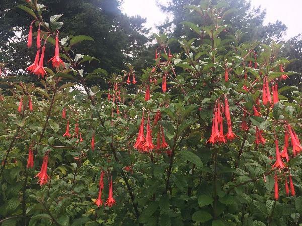 Fuchsia Fanfare | Fanfare Fuchsia | 50 Seeds