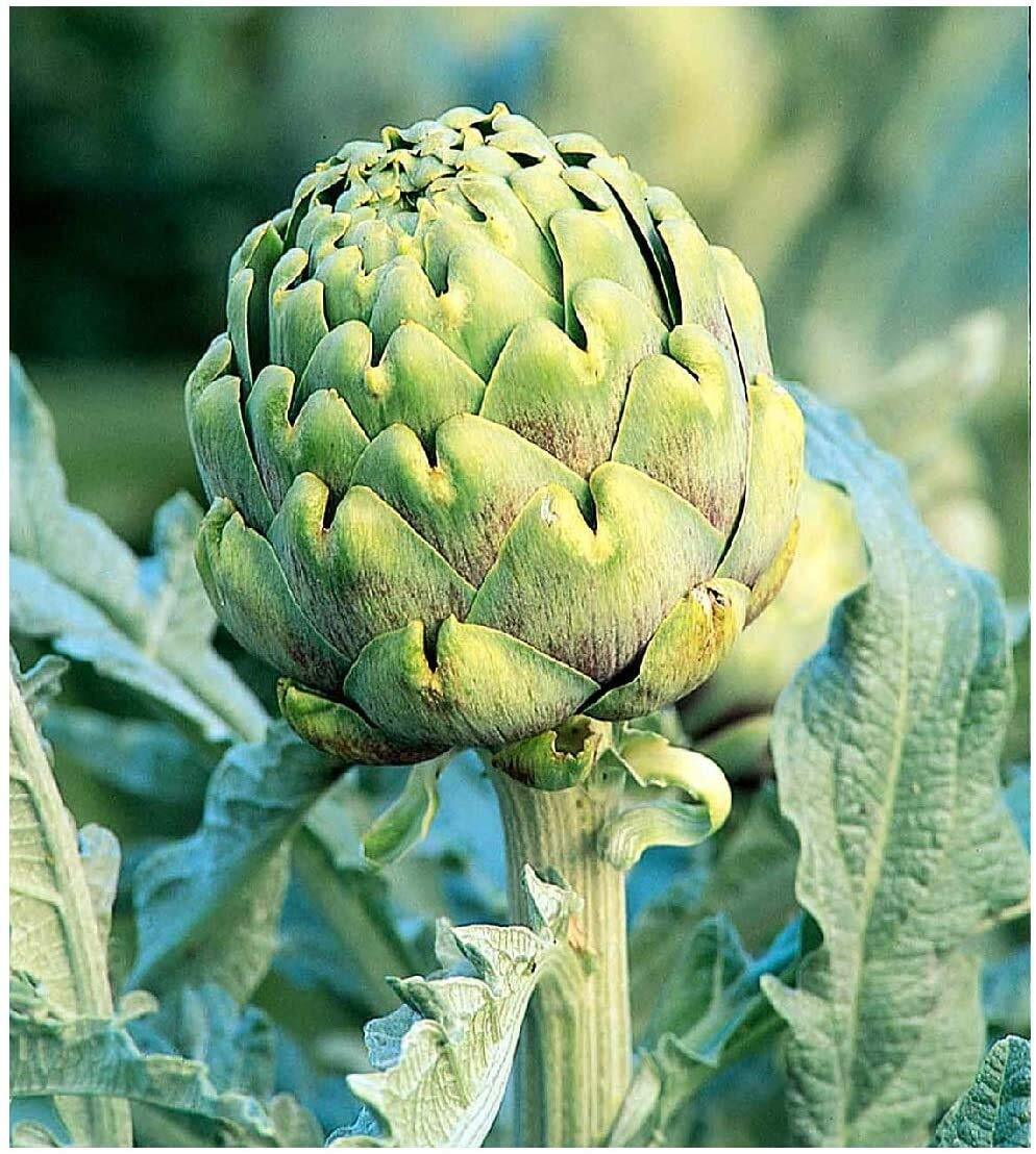Exotic Globe Artichoke Seeds for Planting – 100+ Seeds – Rare Garden Vegetable S