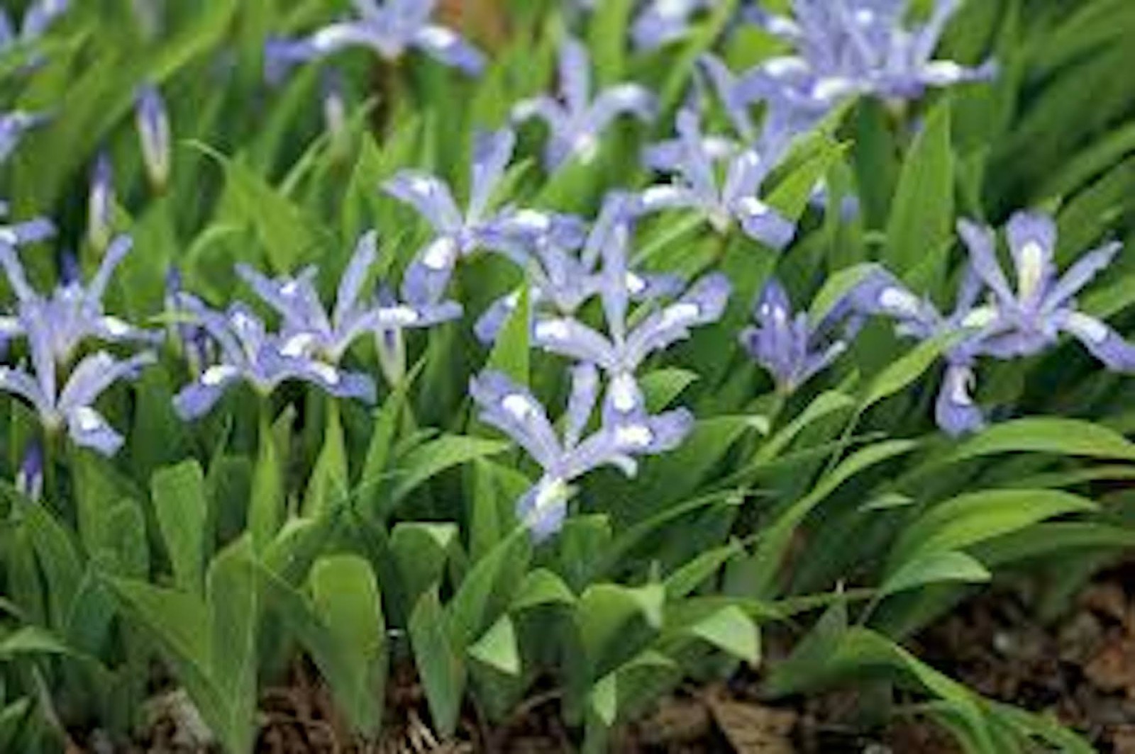 10 Dwarf Crested Iris Bare Root Iris Cristata Wildflower