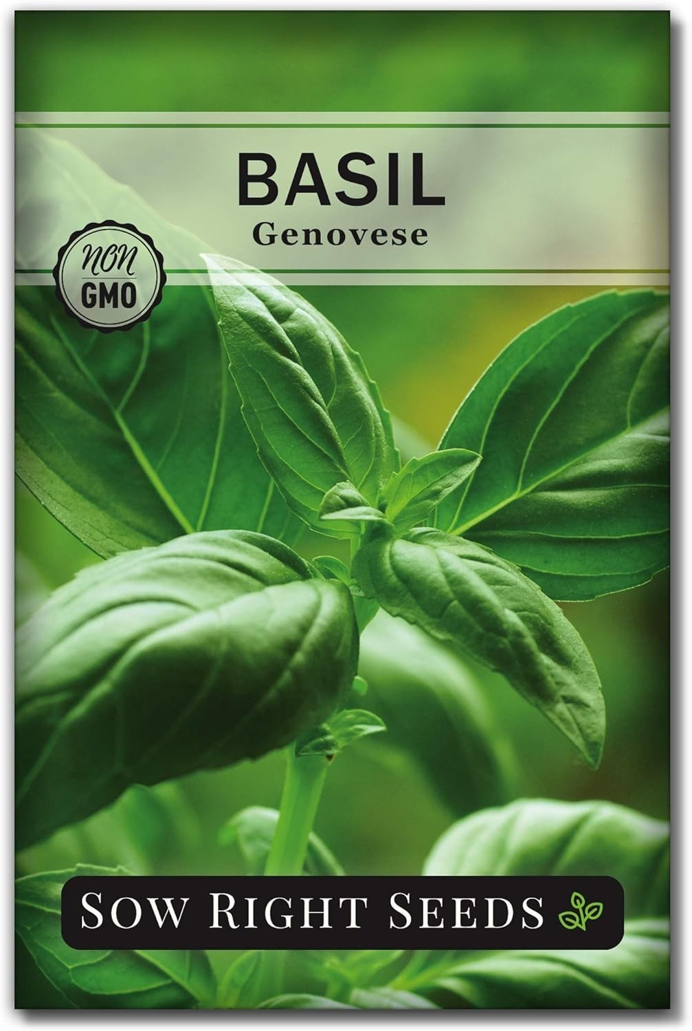 500 Count Genovese Basil Seeds – Non-GMO Heirloom for Hydroponic & Soil Gardens