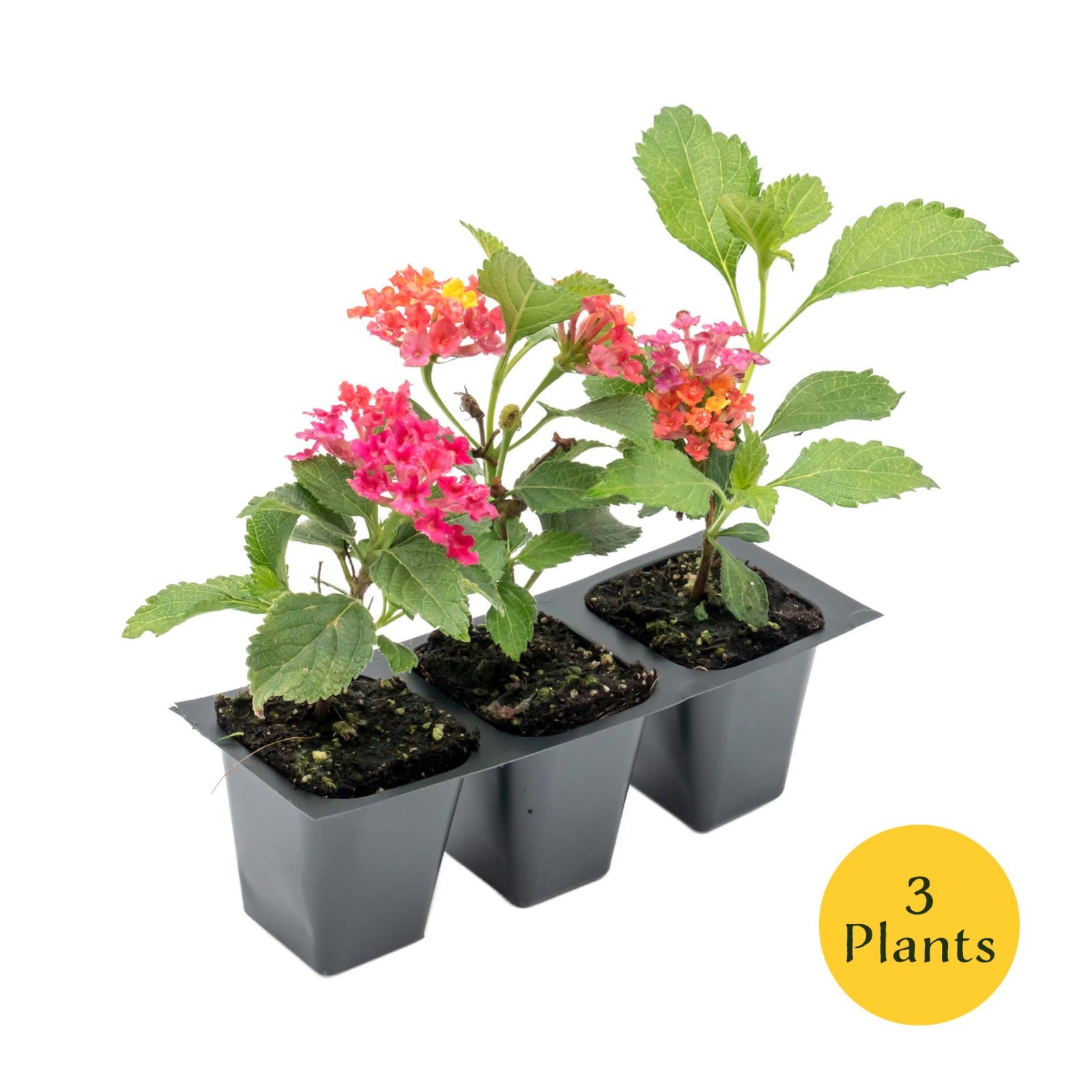 Irene Lantana in 2.5” Nursery Cubes (Lantana camara ‘Irene’) | Flowering Plants