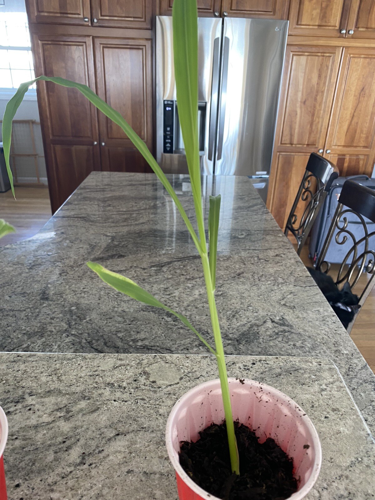 Glass Gem Ornamental Corn, Rainbow Color corn plants
