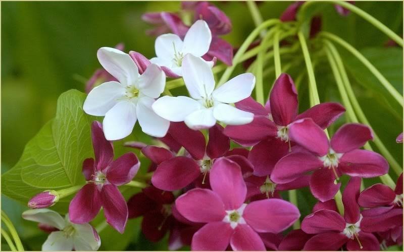 Combretum indicum Rangoon creeper Single flower live plant