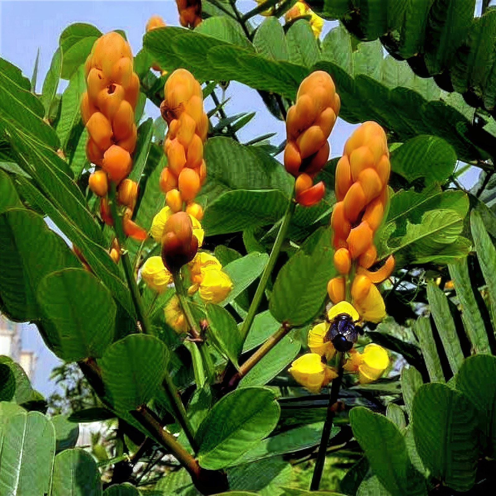 20 CANDLE BUSH SEEDS Cassia Alata Senna Tree Plant “Flowers Attract Butterflies”