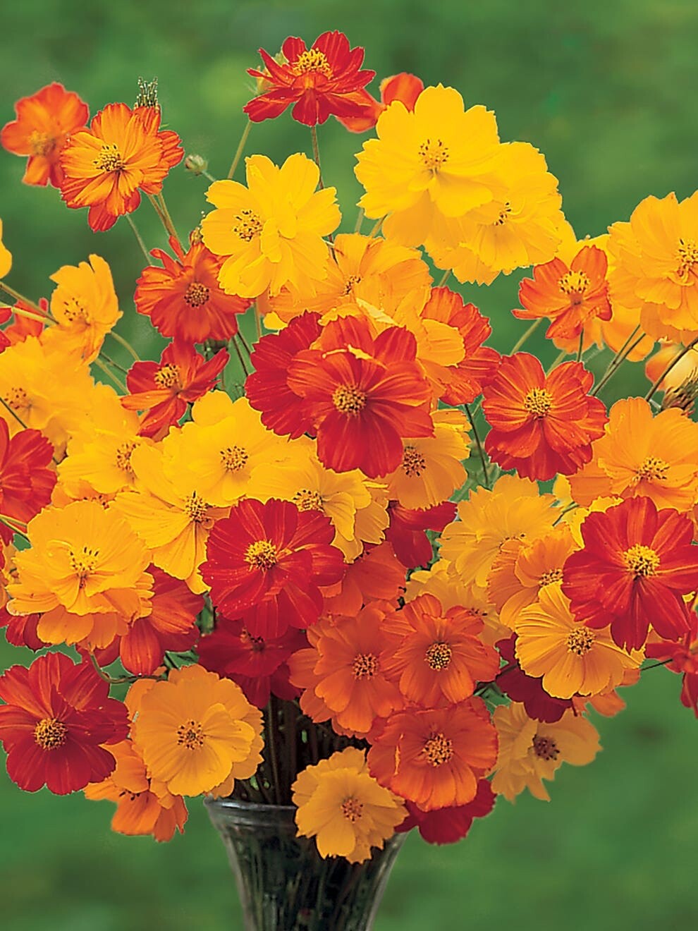 Sulphur Cosmos Bright Lights Seeds Mix-Non GMO – 100 Seeds