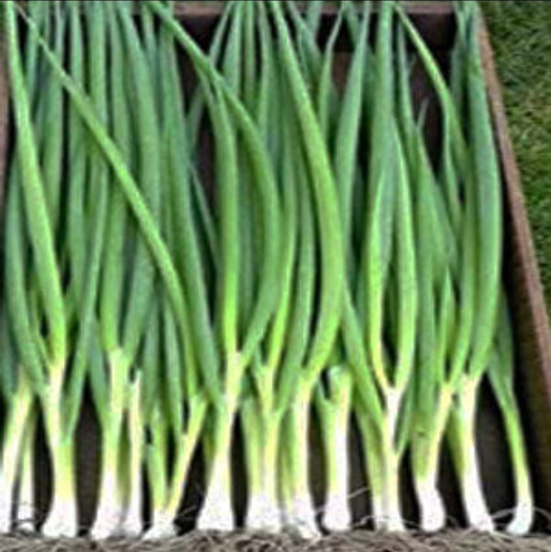 Ishikura Japanese Bunching Onion Seeds (100) / Heirloom / Easy / DELICIOUS