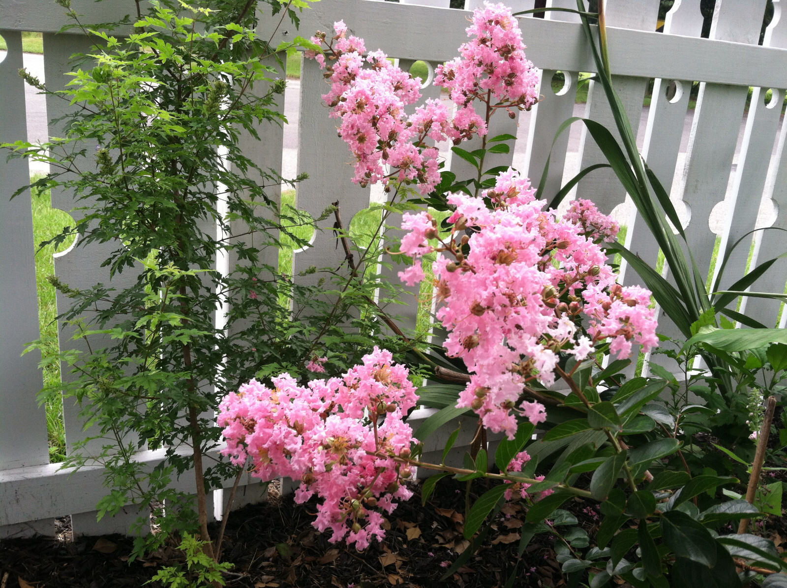 Lagerstroemia Crape Myrtle | Sioux | Soft Pink 10 seeds