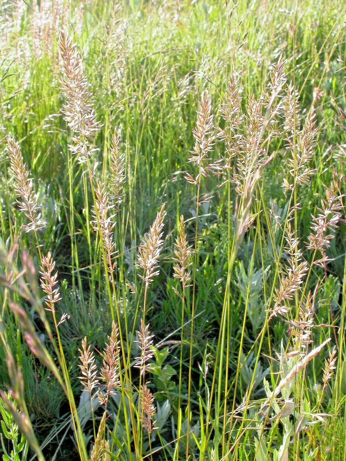 501+PRAIRIE JUNE GRASS Seeds Native Ornamental Drought Heat Cold Container Easy