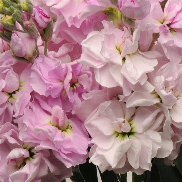 Stock Variety: Cherry Blossom, Lavender Blue, Yellow, Apricot, Purple, Ruby