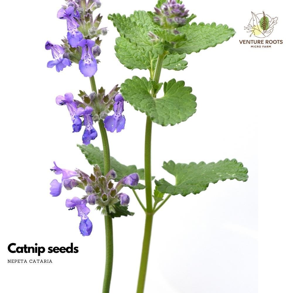 Catnip seeds (Nepeta cataria) – Seeds, Non-GMO, Open-Pollinated