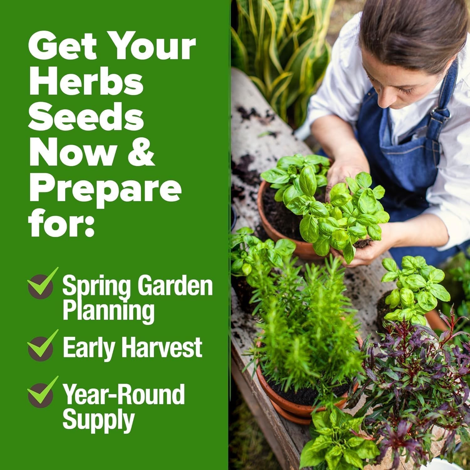 Pollinator-Friendly Herb Seed Set for Spring & Summer Planting – Low Maintenance