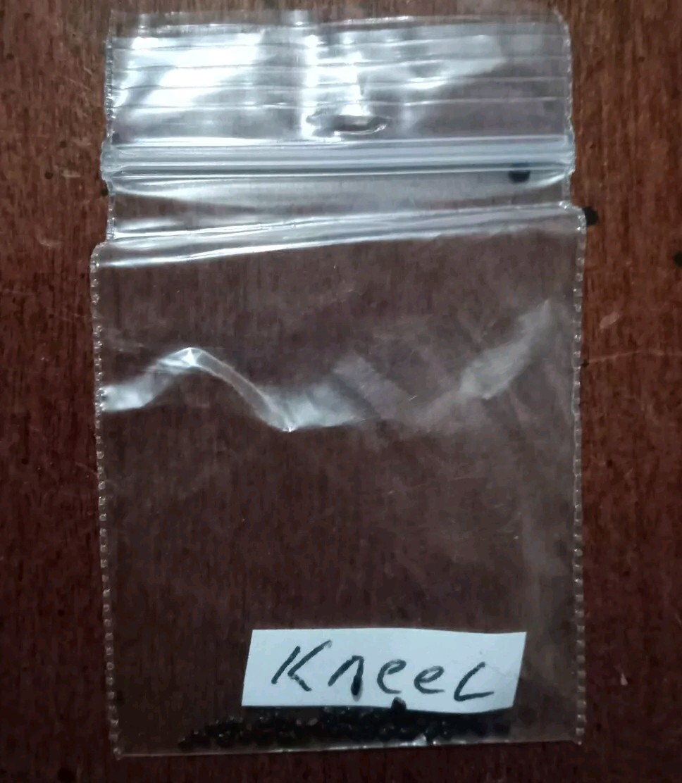 100 NZ “Kneel” OP Pach SEEDS