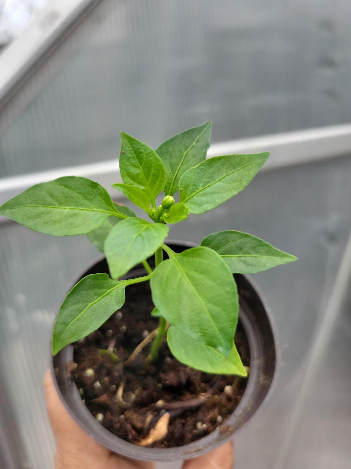 3 Tabasco peppers HEIRLOOM plants plants, ,100% Organic,grown USA