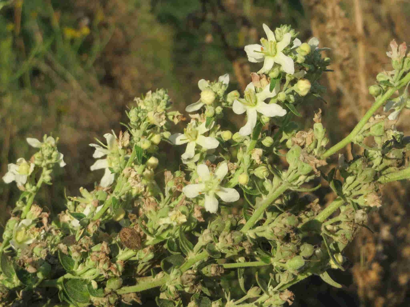 Verbascum lychnitis – White Mullein seed