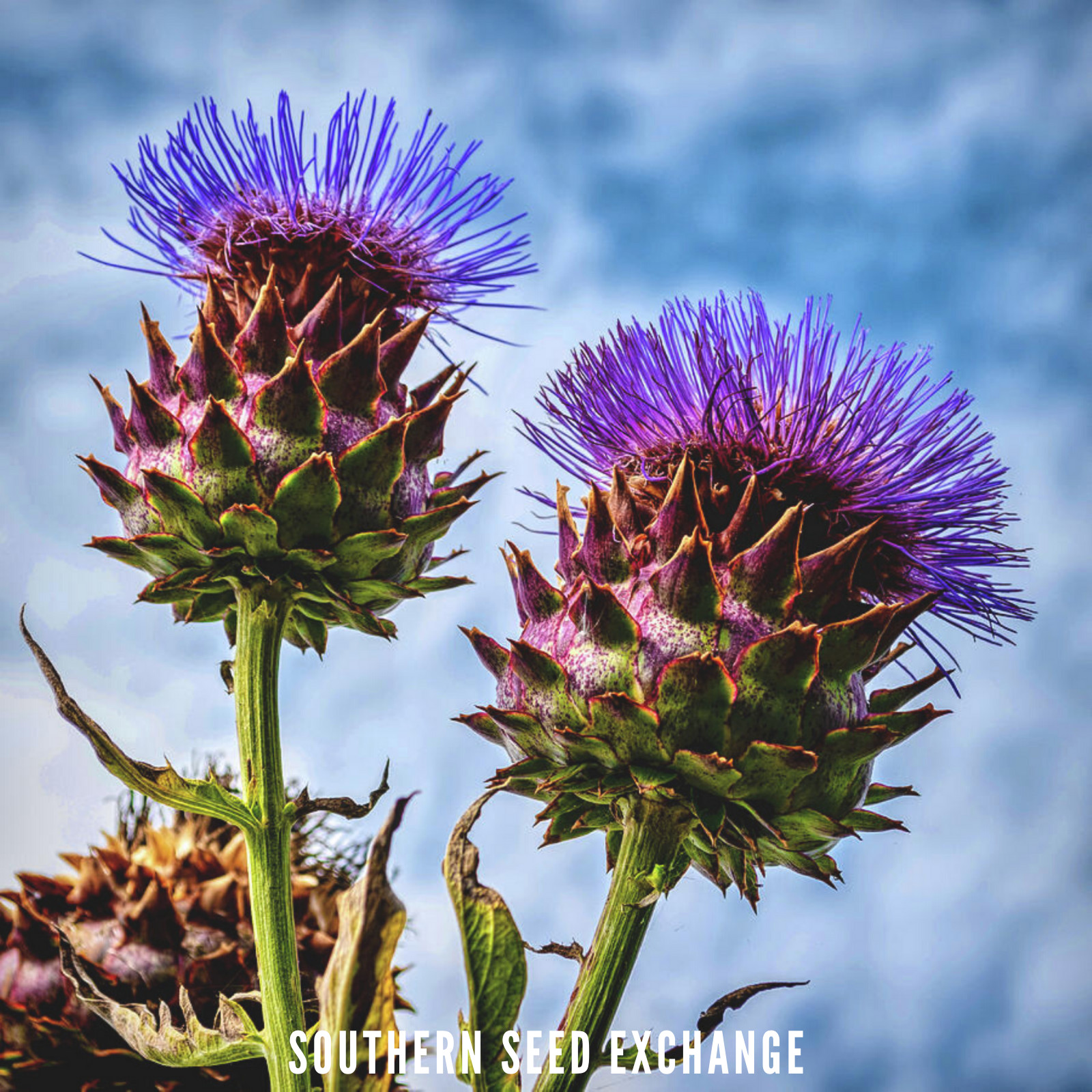Cardoon – Artichoke Thistle – 25 Seeds – Rare Culinary Herb (Cynara Cardunculus)