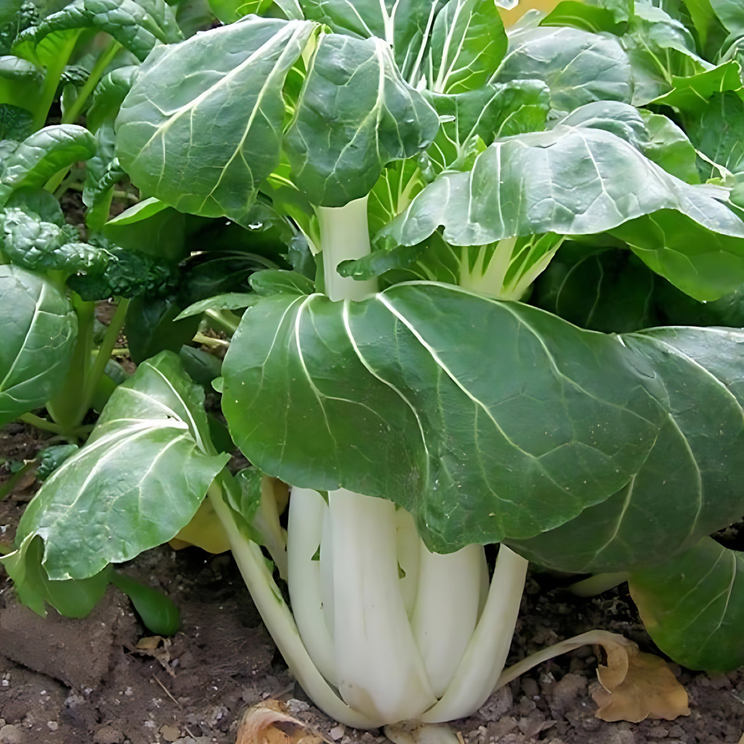 Fresh Tall White Stem Pak Choi Seeds | Heirloom Non-GMO | Asian Vegetable Seeds