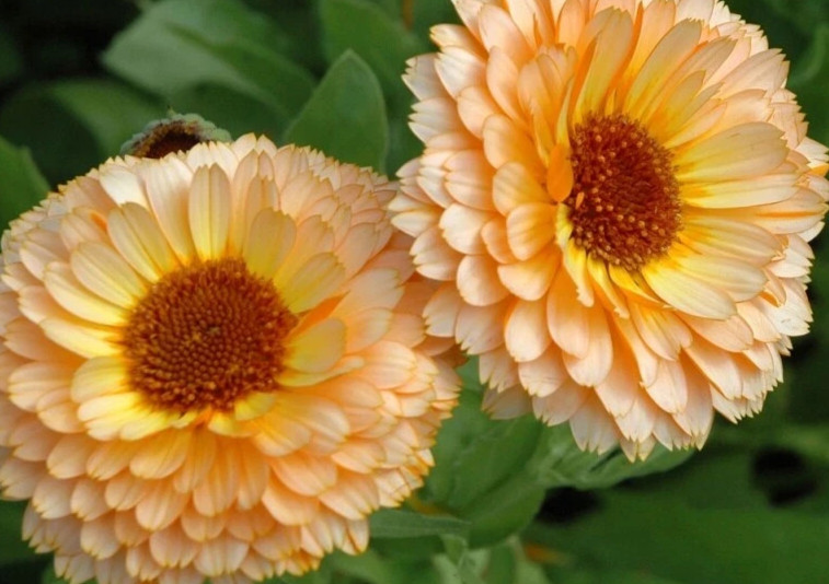 Pink Surprise Calendula non-GMO Heirloom seeds | Edible Flowers (50ct)