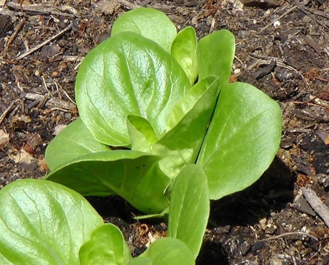 601+LITTLE GEM BUTTERHEAD Seed Leaf Lettuce Organic Spring Fall Garden Container