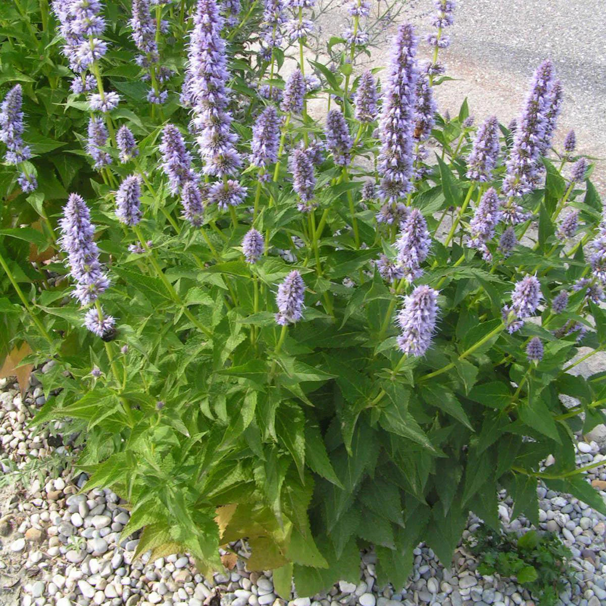 Korean Mint Seeds | Agastache Purple Giant Hyssop Banga Bae Cho Asian Seed 2024