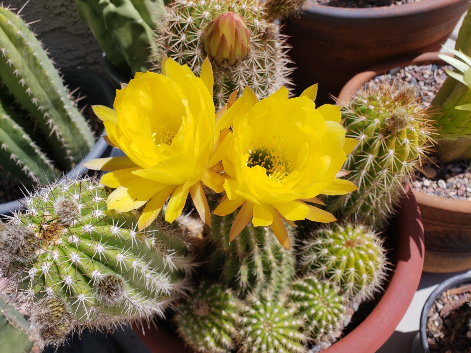 Echinopsis Grandiflorus Cactus Hybrid 50x Seeds *Beautiful Flowers*