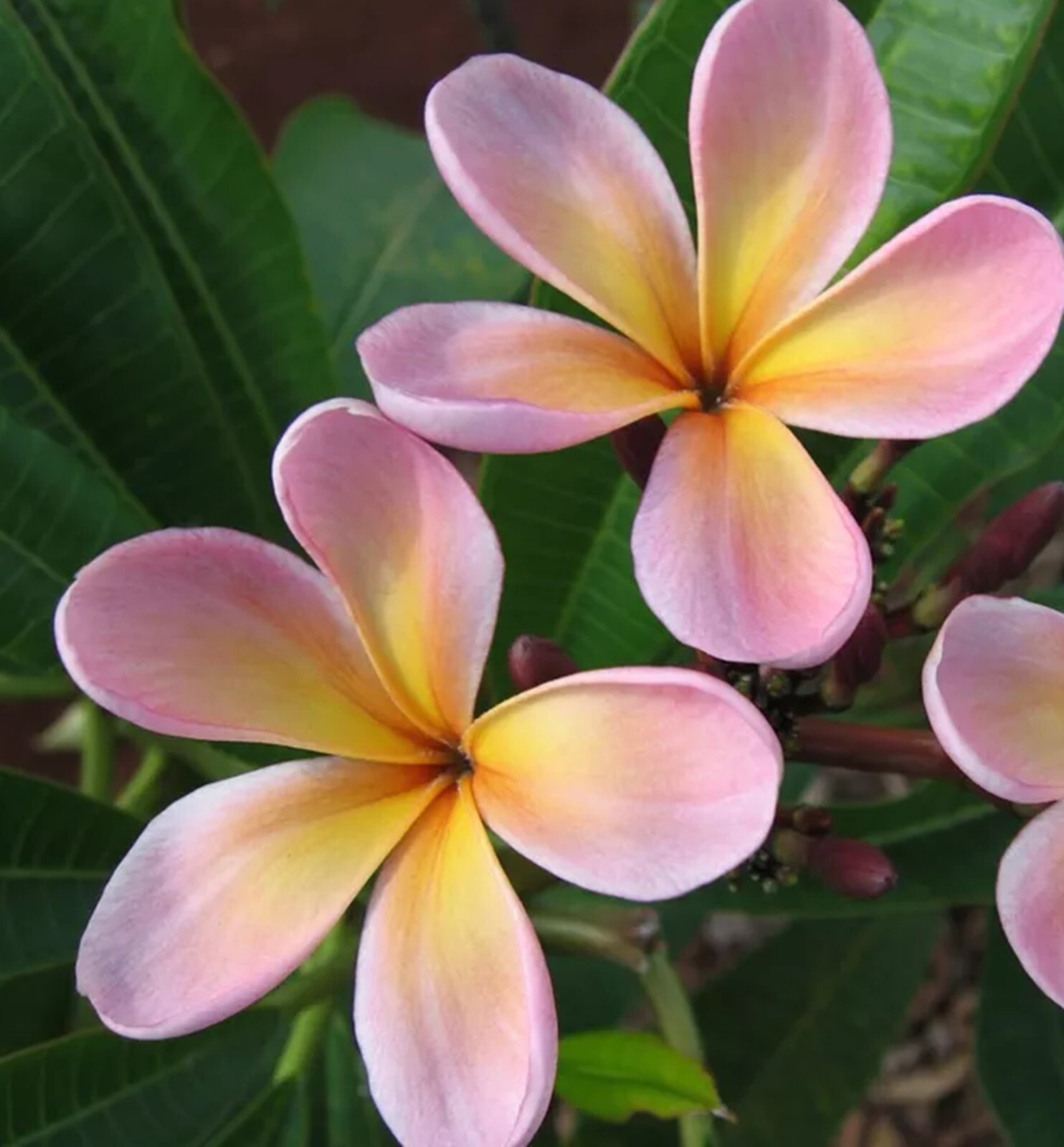 5 Purple Yellow Plumeria Seeds Perennial Flowers Seed Frangipani US SELLER