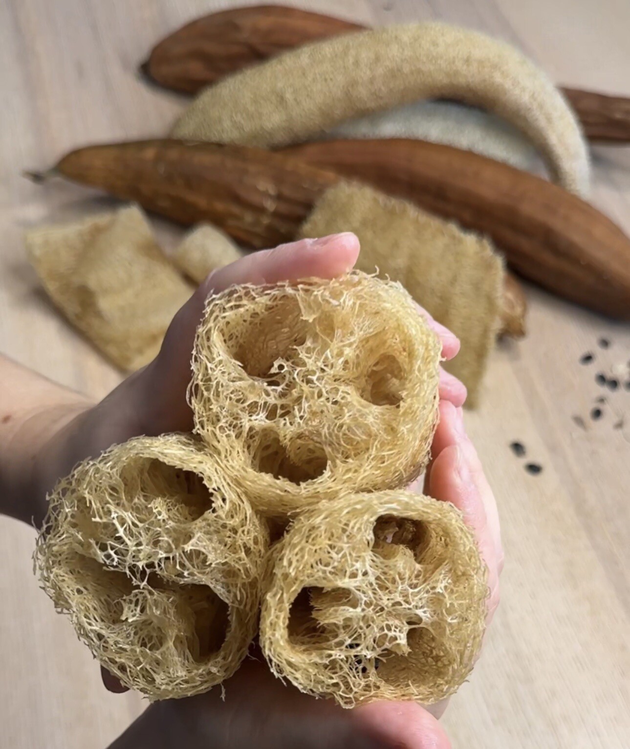 Luffa Gourd Seeds Non GMO, Pesticide Free Natural Sponge