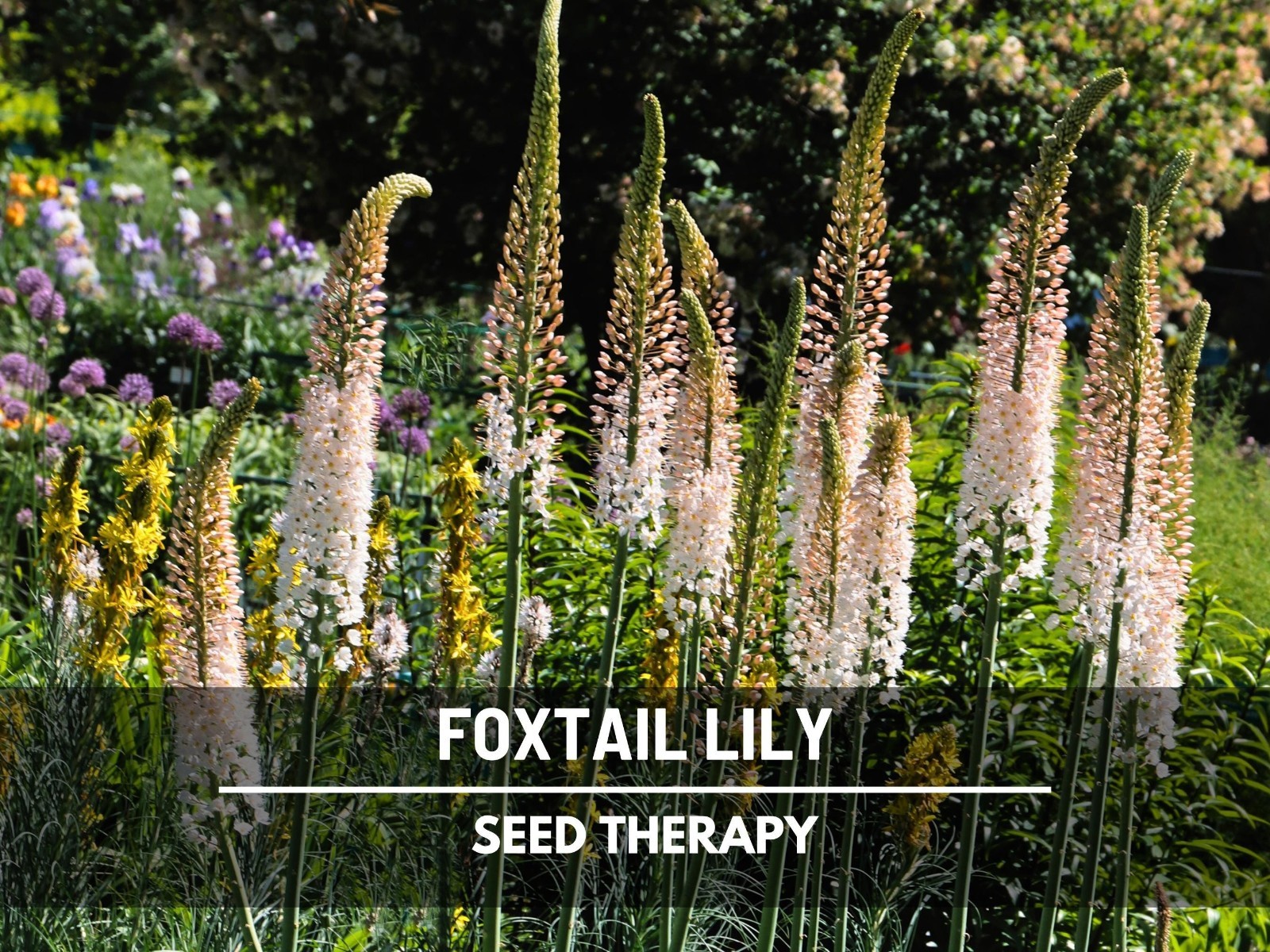 Foxtail Lily Seeds – Desert Candle, Evergreen Perennial, Towering Flowers