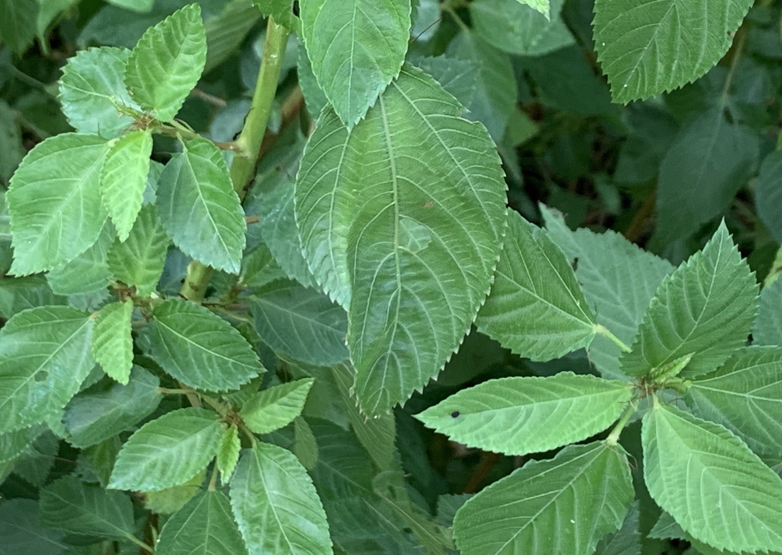 Molokhia Egyptian Spinach Seeds (50) / SUPER RARE / HEAT TOLERANT HEIRLOOM