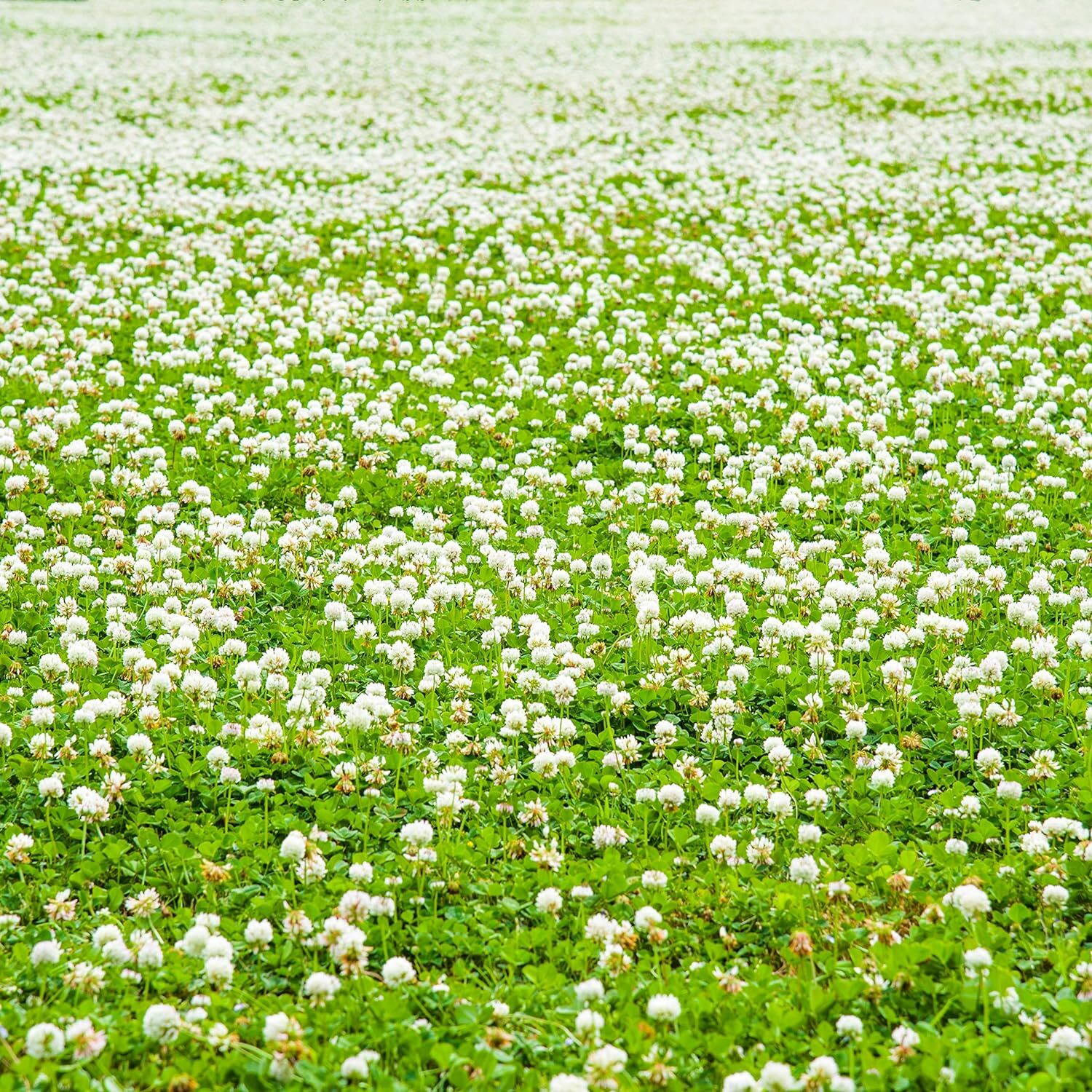 1lb Perennial White Dutch Clover Seed for Erosion Control, Ground Cover, Pasture