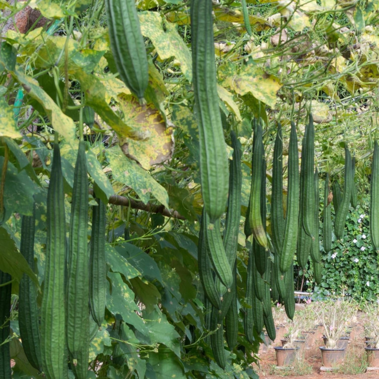 20 Ridged Sponge Gourd Seeds – Edible Vegetable & Natural Bath Loofah Vine