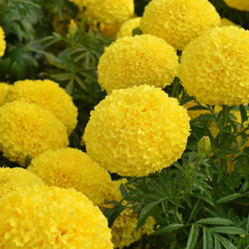 Premium Marigold Mix Seeds (1000 Count) – Hardy Annual Flower Seeds, Long
