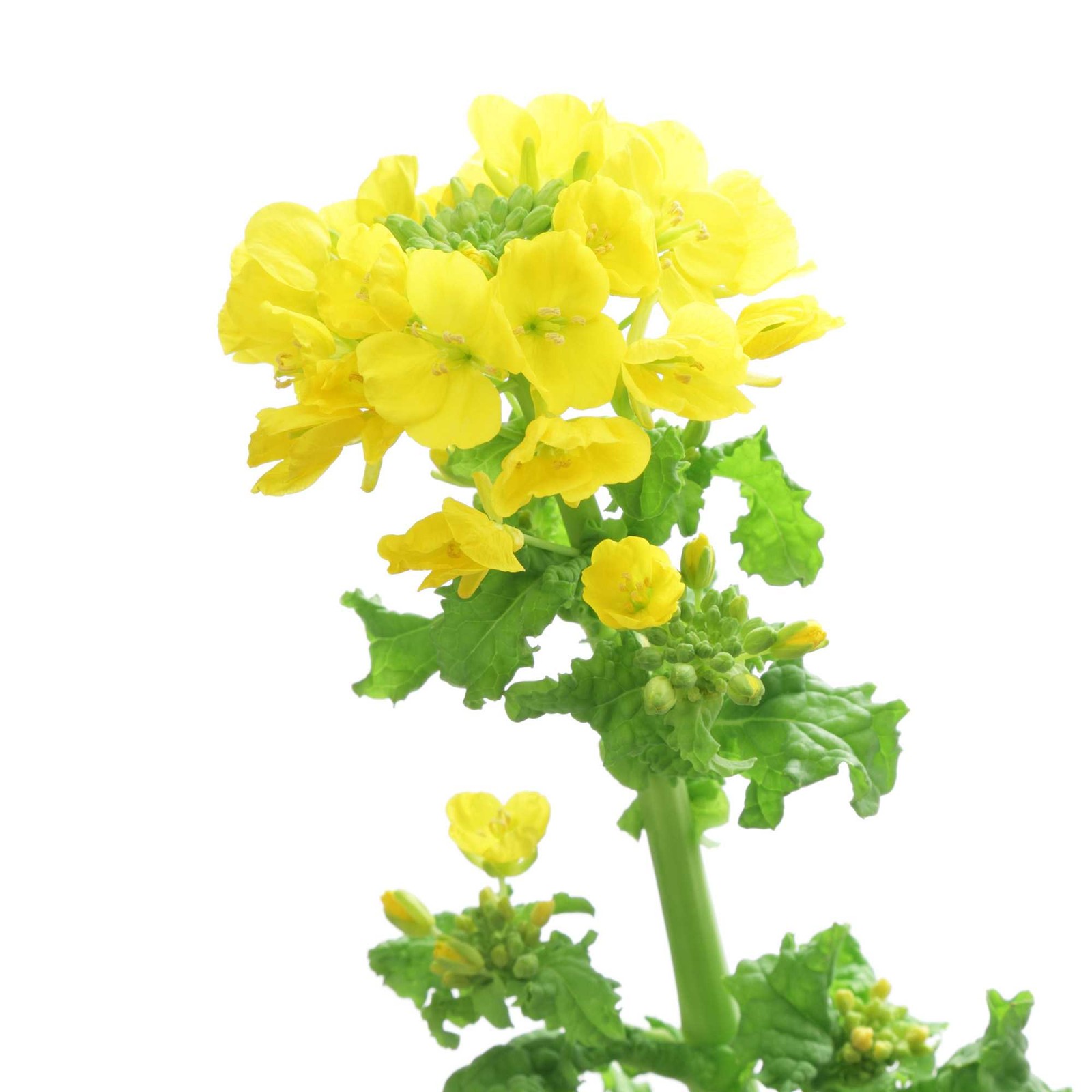 10 LBS Trophy Rape Seed For Deer Food Plots – Brassicas