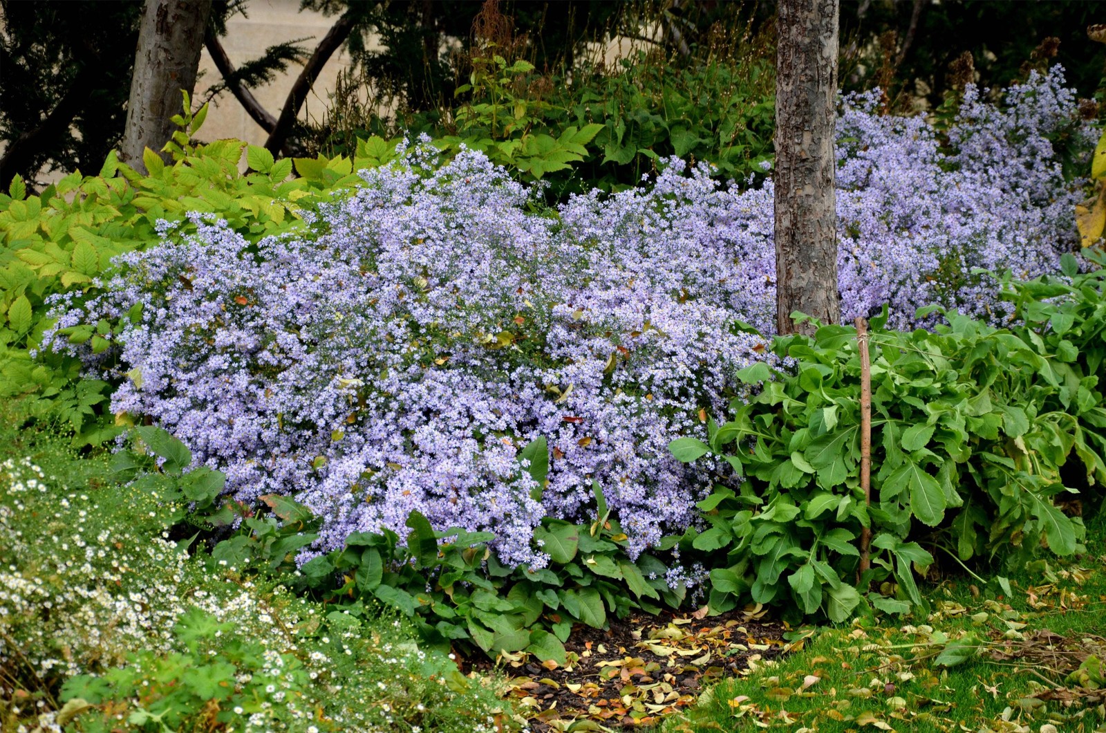 100 HEART LEAVED ASTER Cordifolius Blue Wood Aster Flower Seeds *Combined Ship