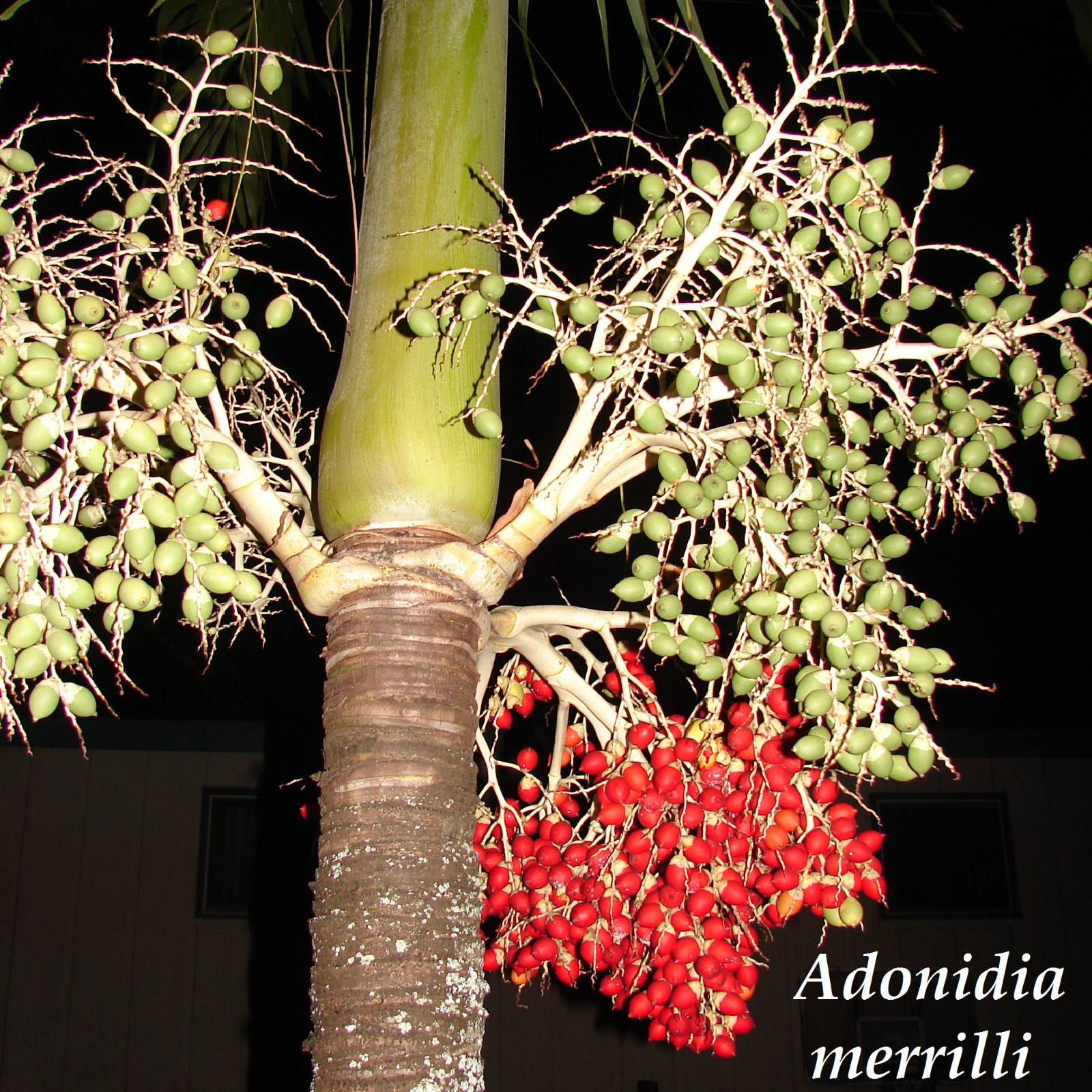 Christmas Palm Tree Adonidia merrilli 15 LIVE SEEDS TROPICAL Dwarf Royal Palm