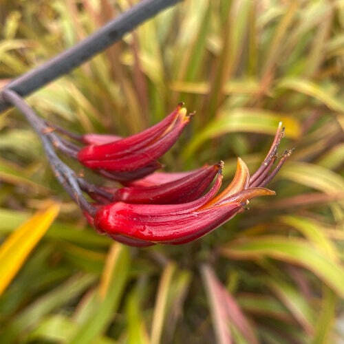 Phormium tenax | Rainbow Stripes | Flax | 20 Seeds