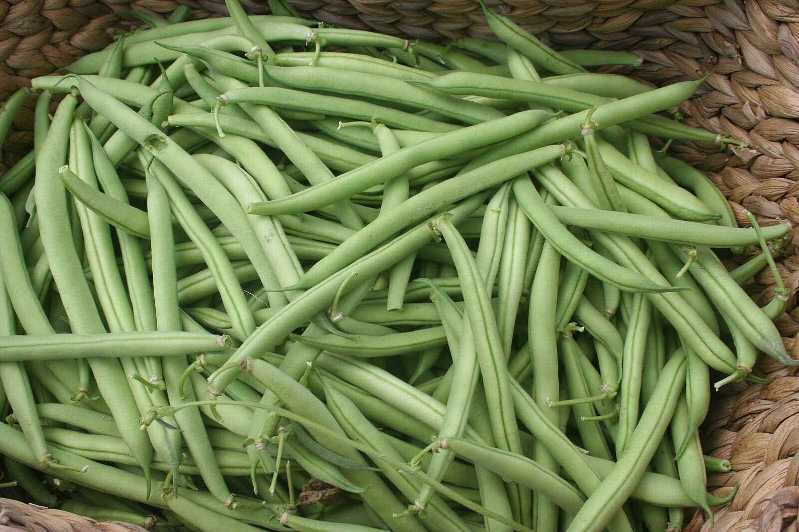 Provider Bush Green Bean Seeds, NON-GMO, Variety Sizes Sold, FREE SHIPPING