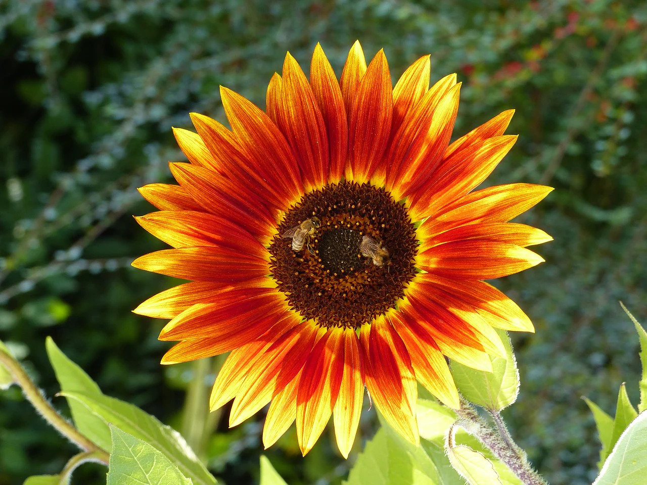 Autumn Beauty Sunflower Seeds | For Planting Orange Garden Sun Flower Seed 2023