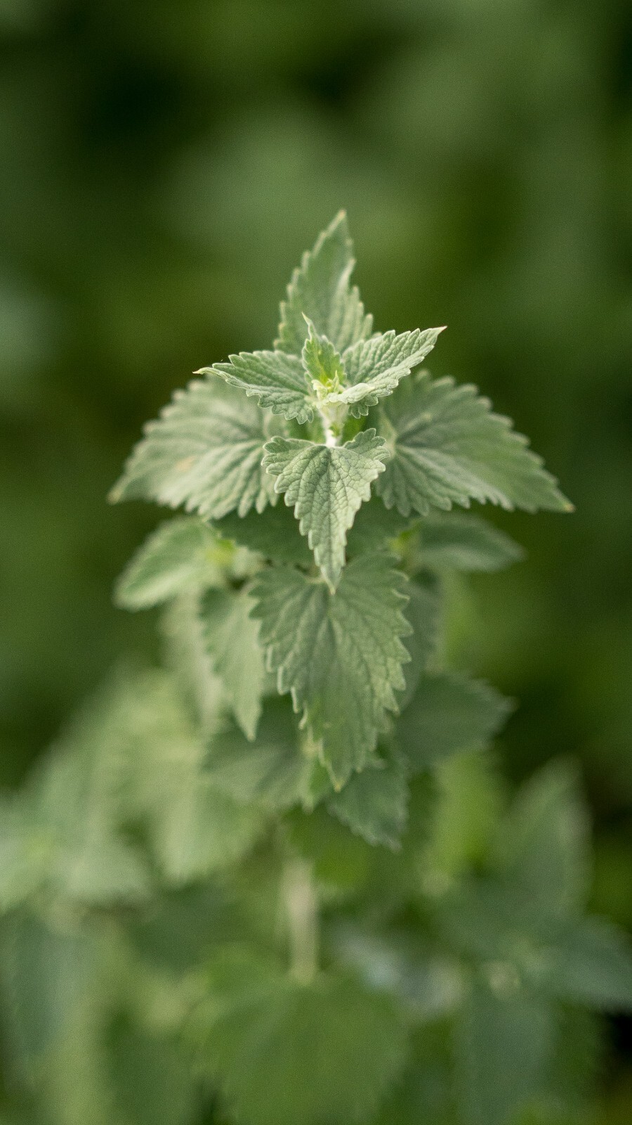 Catnip Seeds for Cats: USDA Organic Non-GMO Seed Packet Catwort Cat Nip, Catmint