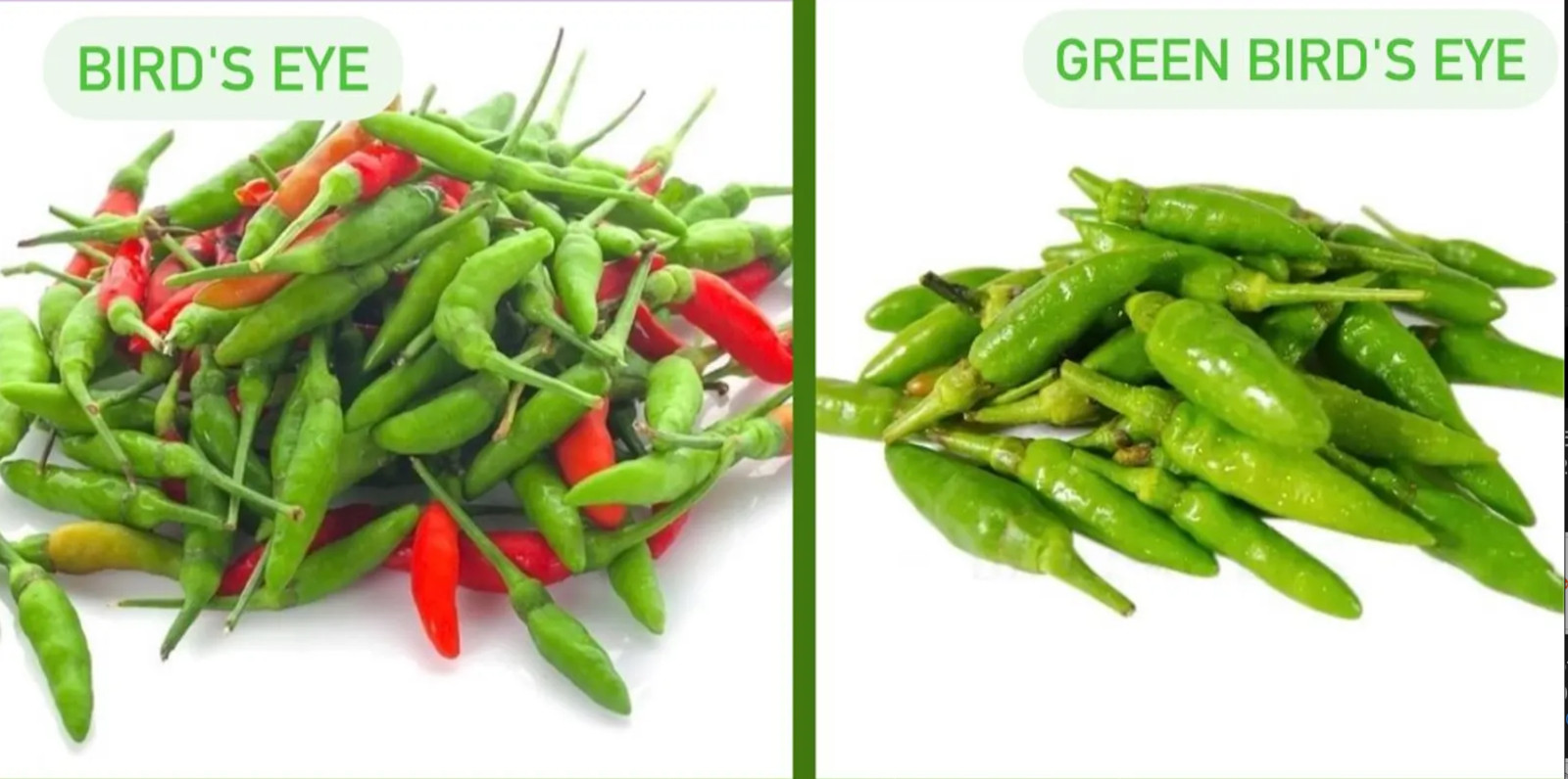 Bird’s Eye /Green Bird’s Eye Pepper Seeds – Hạt Giống Ớt Xiêm Rừng/ Ớt Xiêm Xanh