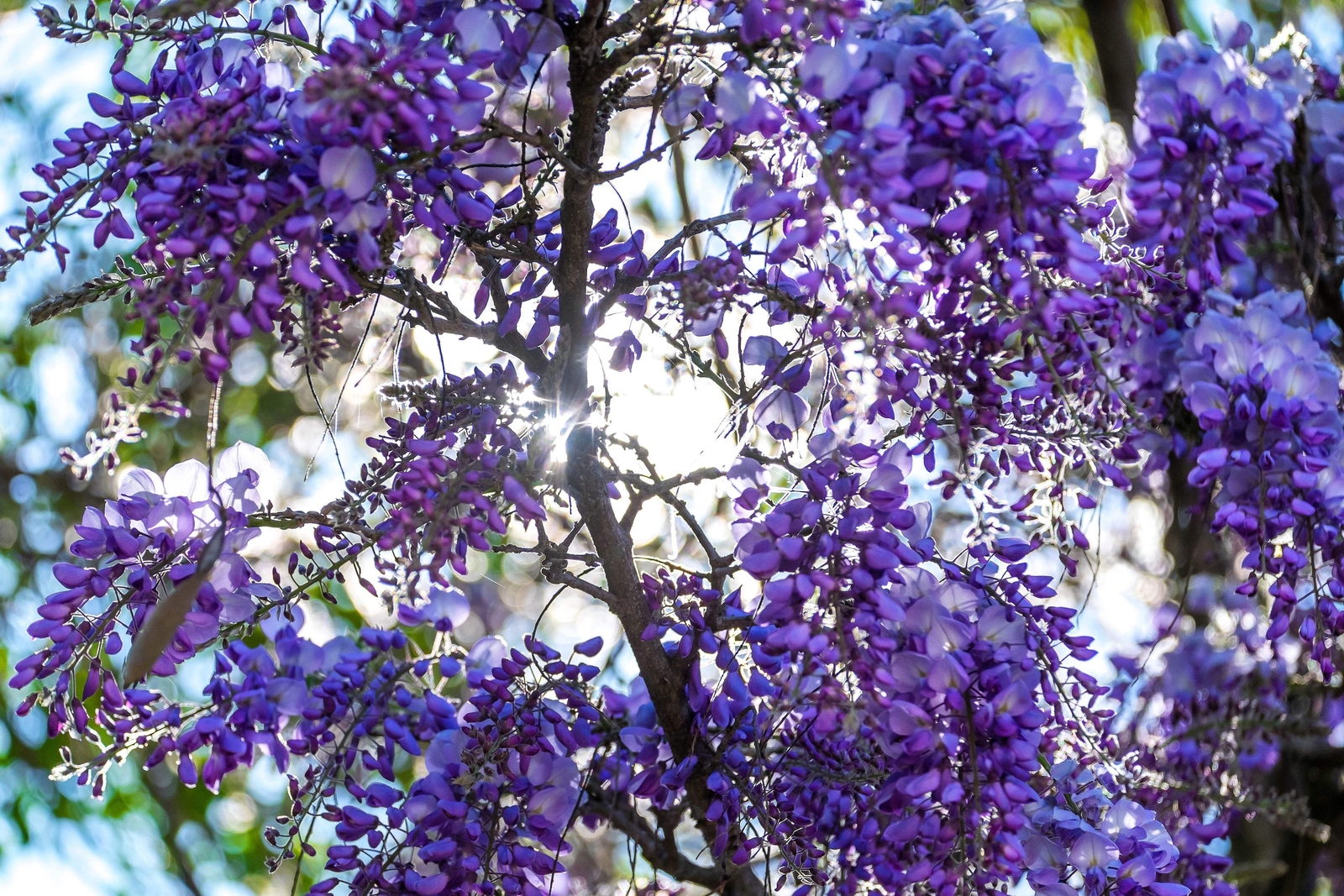 5 BLUE CHINESE WISTERIA Sinensis Ornamental Vine Blue Violet Purple Flower Seeds