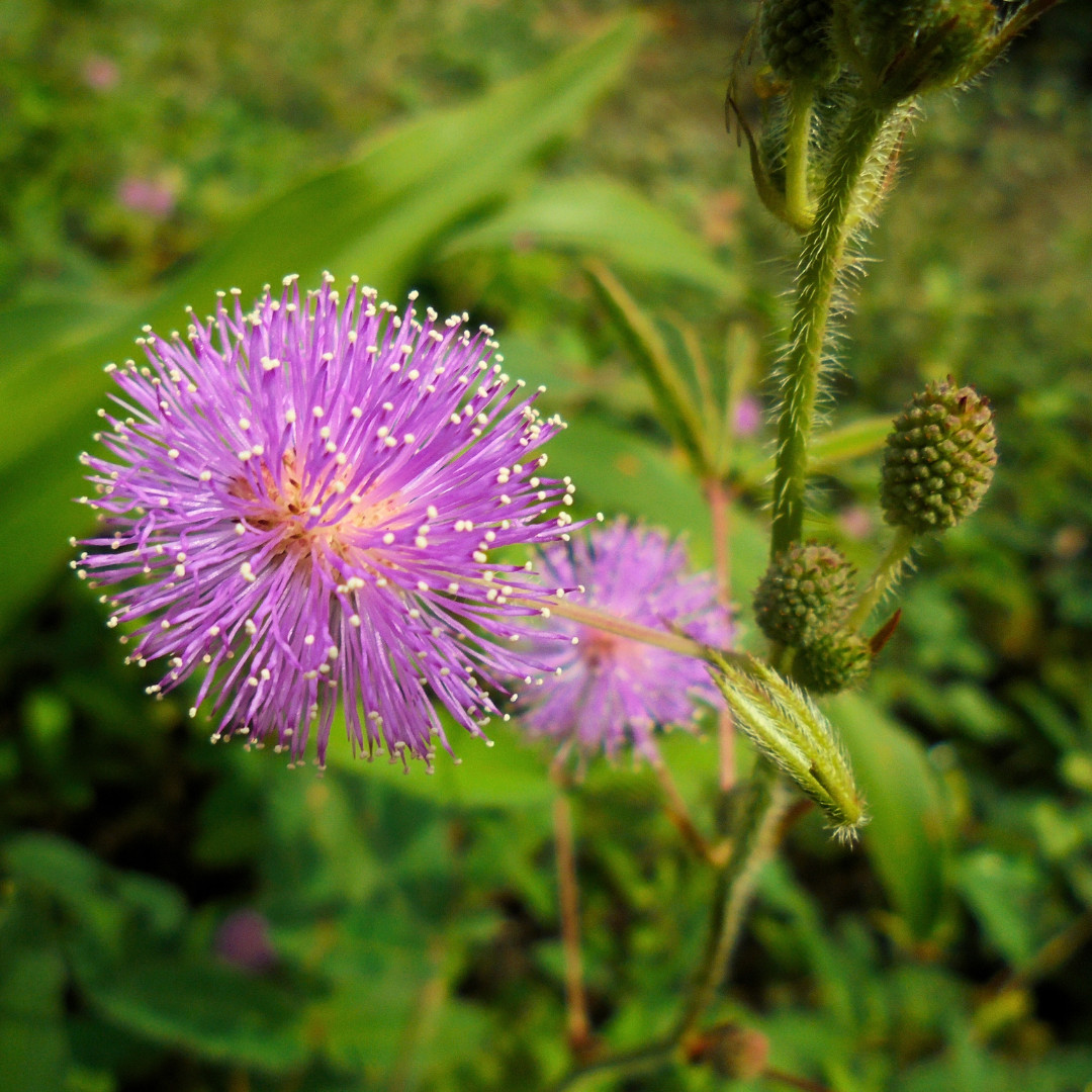 Fresh Sensitive Plant Seeds | Mimosa Pudica | Heirloom Non-GMO | Flowers
