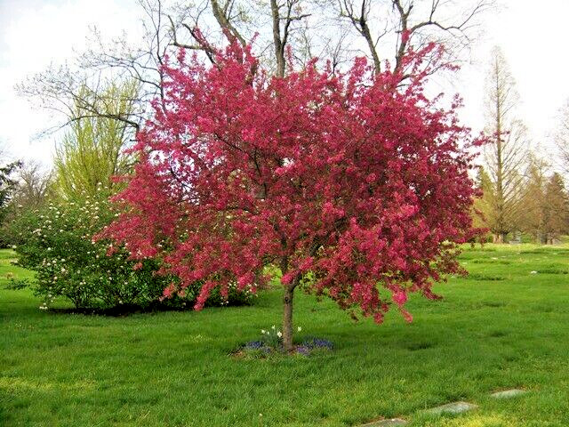 French Wild Apple | Premium Seeds | Malus sylvestris ‘Fruit’ | Plants’®