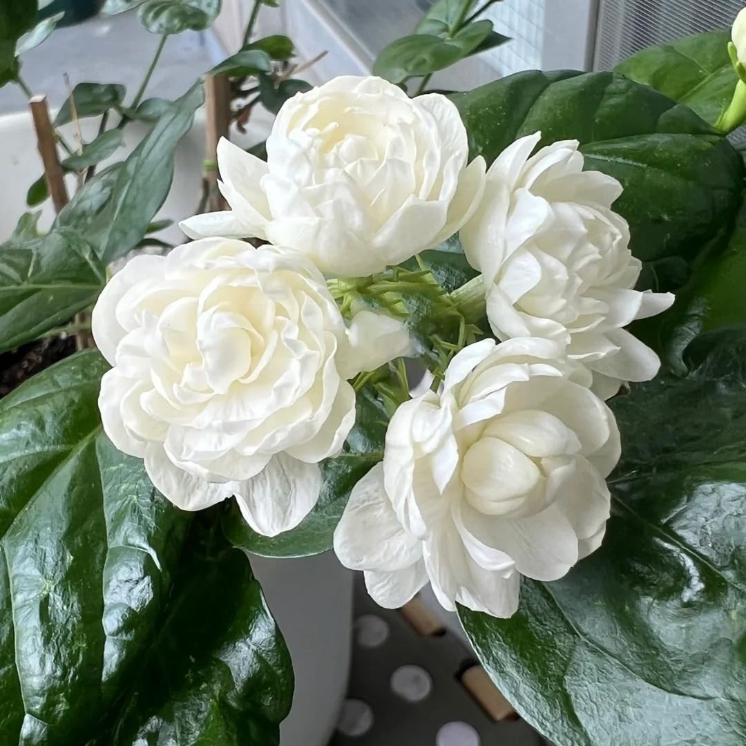 Jasmine Flower Seeds Sambac 300+ Double Fragrant Heirloom