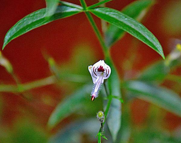 Andrographis paniculata | Creat | Nilavembu | King of Bitters | 20 Seeds