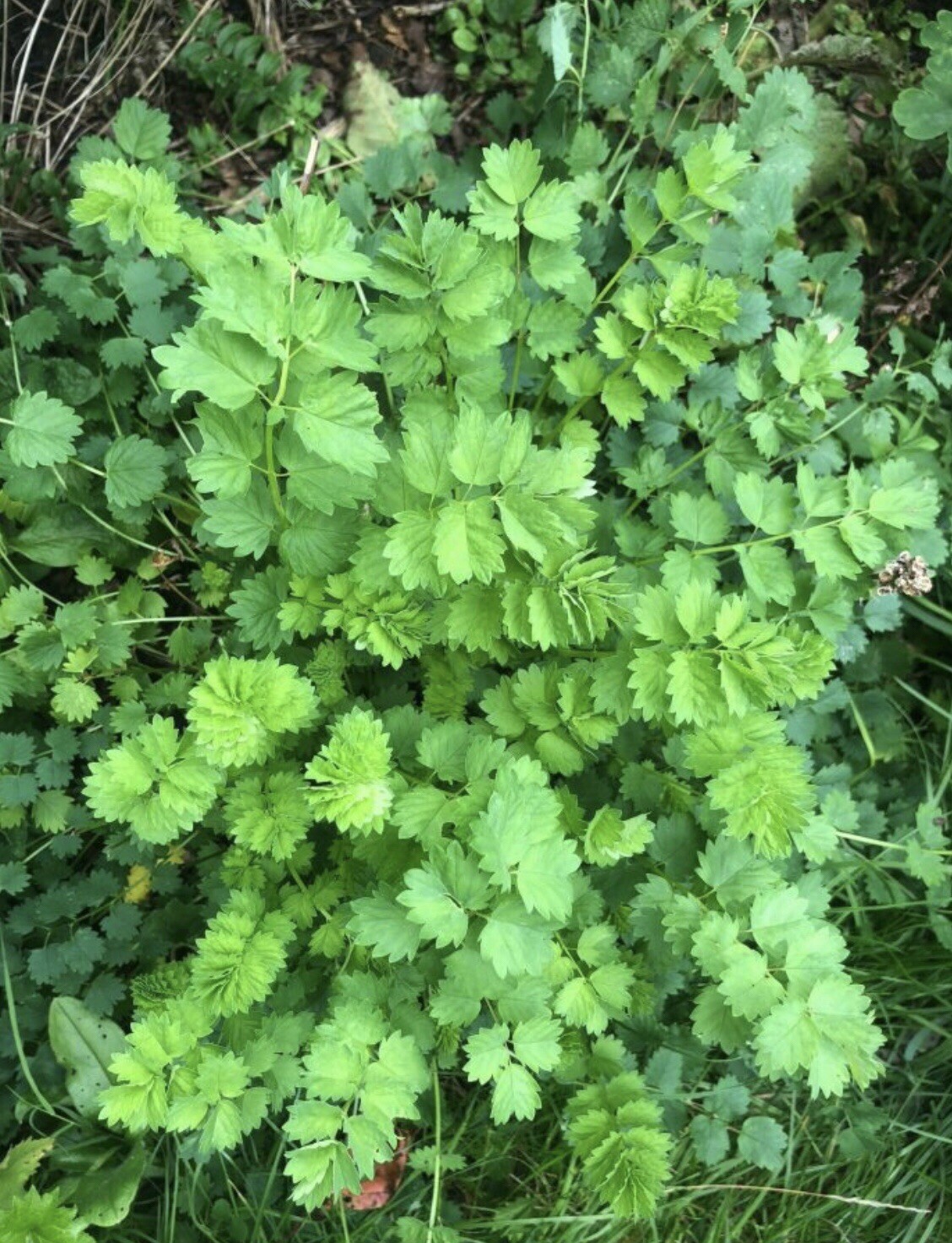 60+ Salad Burnet-Sanquisorba minor Herb-NON GMO-Open Pollinat